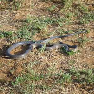 Black Mamba Namibia