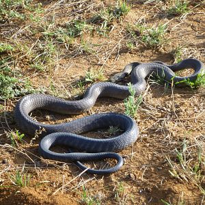 Black Mamba Namibia