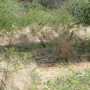 Swainson Partridge Namibia