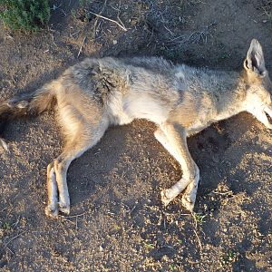 Black-backed Jackal Namibia