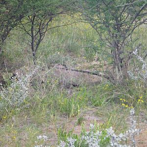 Dead Gemsbok Namibia