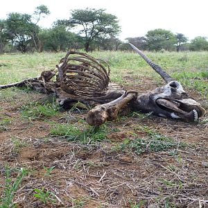 Gemsbok Carcass Namibia