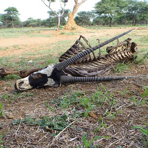 Gemsbok Carcass Namibia