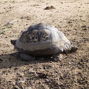 Tortoise Namibia