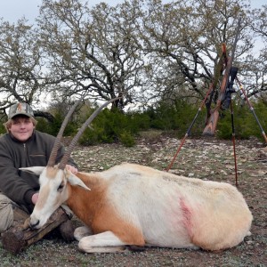 Scimitar Horned Oryx - Zak Texas 2012