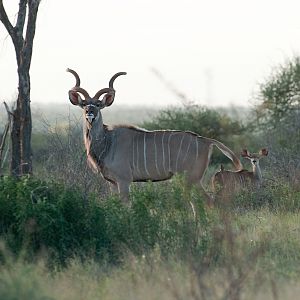 Young Kudu bull and calf posing.