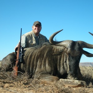 Blue Wildebeest