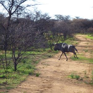 Blue Wildebeest Namibia