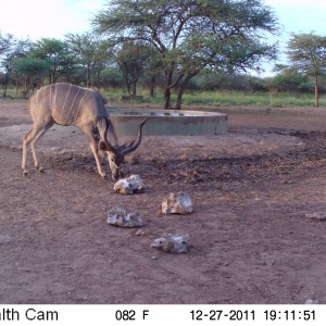 Greater Kudu Trail Camera Namibia