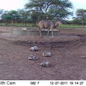 Greater Kudu Trail Camera Namibia