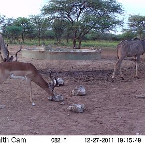 Media 'Greater Kudu Trail Camera Namibia' in category 'Trail Cam'