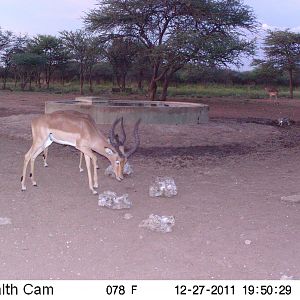 Impala Trail Camera Namibia