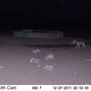 Black-backed Jackal Trail Camera Namibia