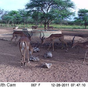 Trail Camera Namibia