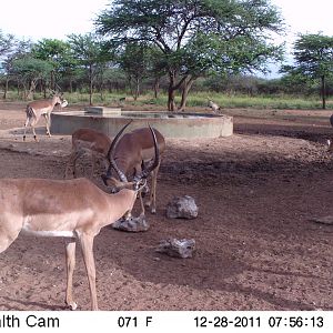 Trail Camera Namibia