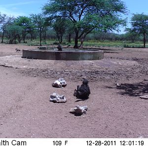 Chacma Baboon Trail Camera Namibia