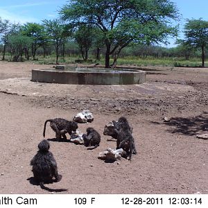 Chacma Baboon Trail Camera Namibia