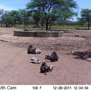 Chacma Baboon Trail Camera Namibia