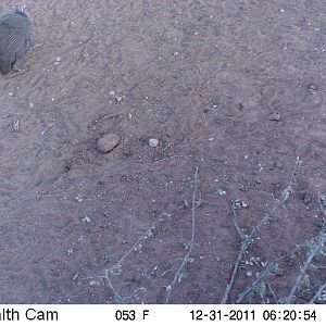 Guineafowl Trail Camera Namibia