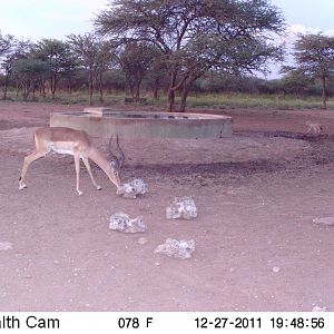 Trail Camera Namibia