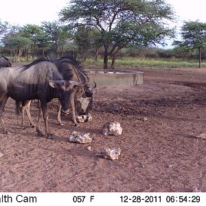 Trail Camera Namibia