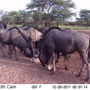 Trail Camera Namibia