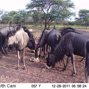 Trail Camera Namibia