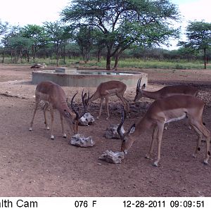 Trail Camera Namibia