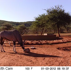 Trail Camera Namibia