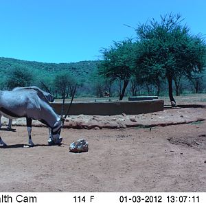 Trail Camera Namibia