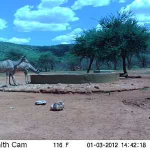 Trail Camera Namibia