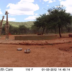 Trail Camera Namibia