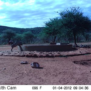 Trail Camera Namibia