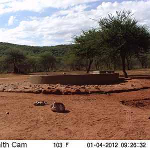 Trail Camera Namibia