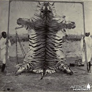 Huge tiger skin