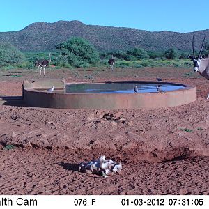 Trail Camera Namibia