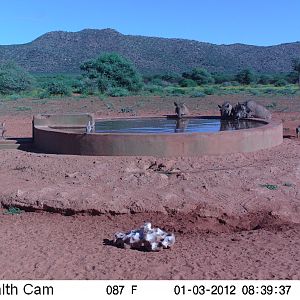 Trail Camera Namibia