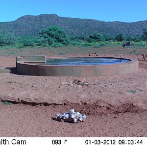 Trail Camera Namibia