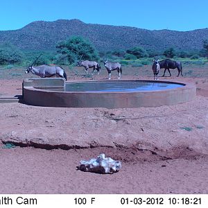 Trail Camera Namibia