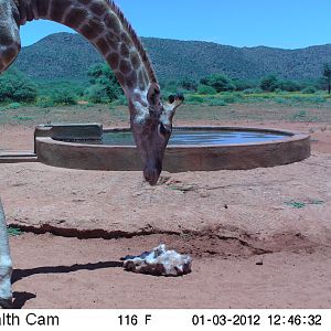 Trail Camera Namibia