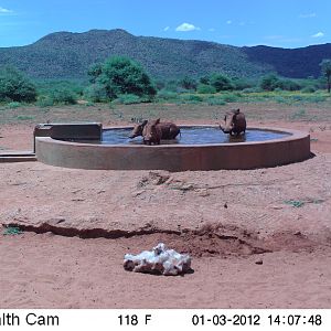 Trail Camera Namibia