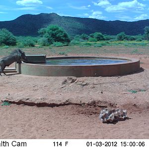 Trail Camera Namibia