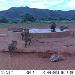 Trail Camera Namibia