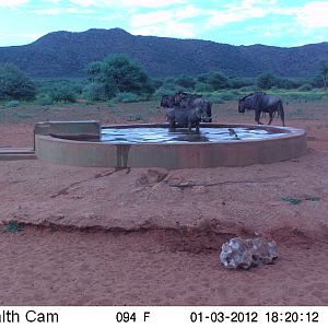 Trail Camera Namibia