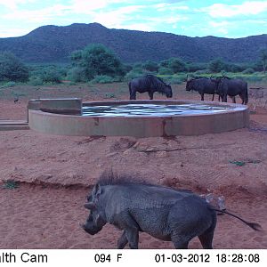 Trail Camera Namibia