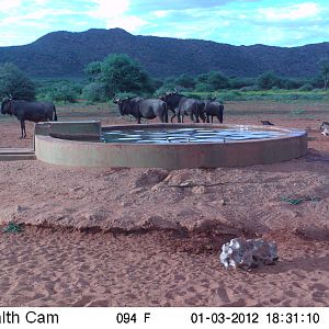 Trail Camera Namibia