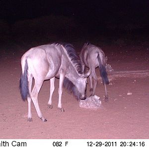 Trail Camera Namibia