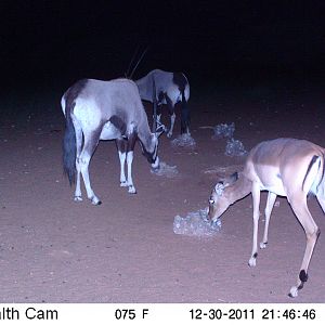 Trail Camera Namibia