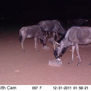 Trail Camera Namibia