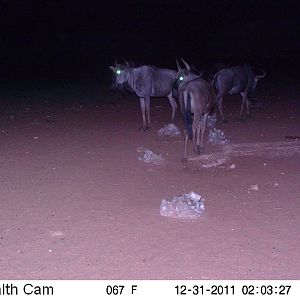 Trail Camera Namibia